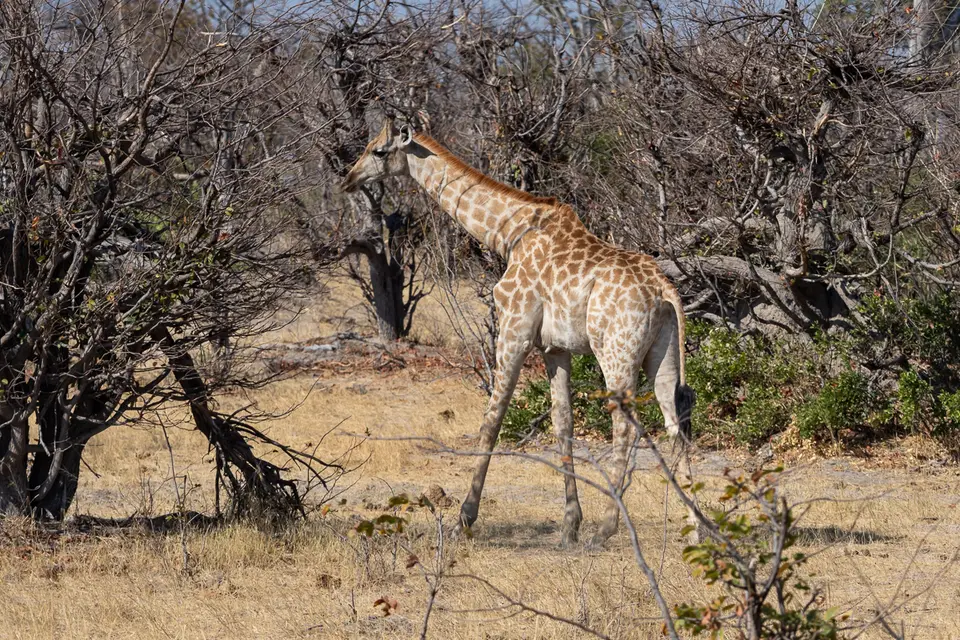 Botswana2019_1322_PB180632.jpg