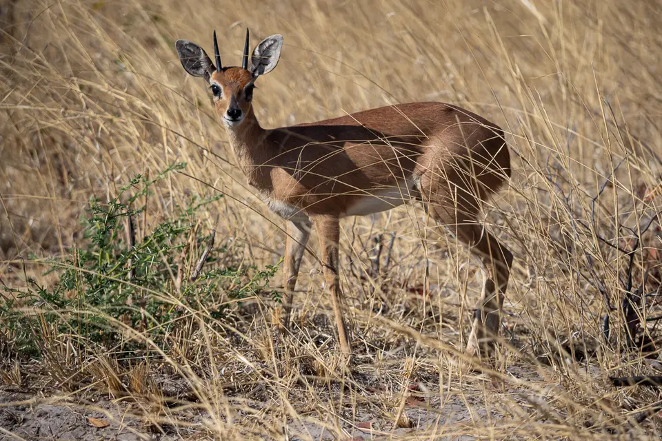 Botswana2019_1326_PB180646.jpg