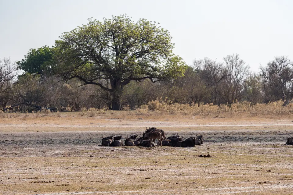 Botswana2019_1332_PB180657.jpg
