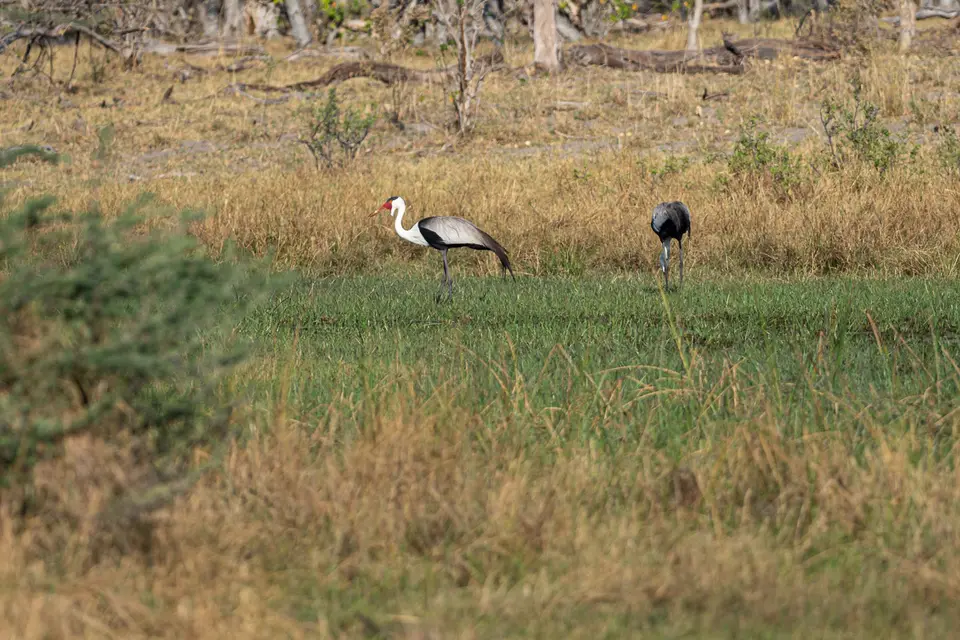 Botswana2019_1337_PA189072.jpg