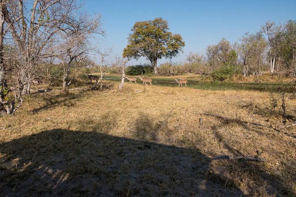 Botswana2019_1338_DSC02065.jpg