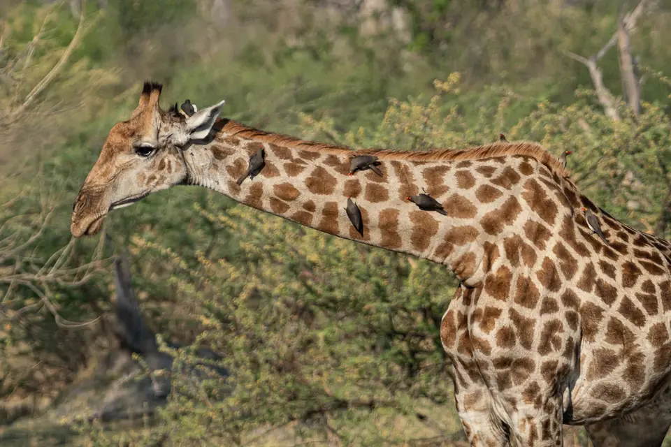 Botswana2019_1340_PA189086.jpg