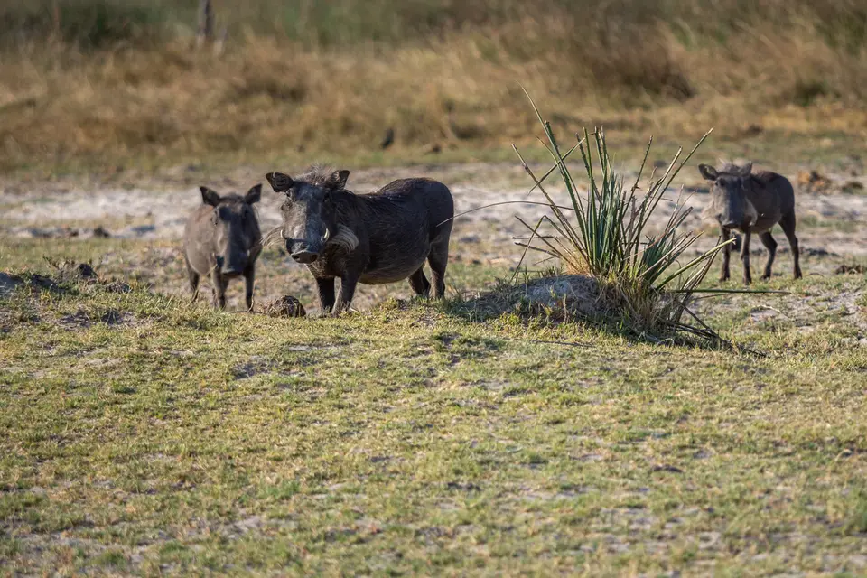 Botswana2019_1343_PB180679.jpg