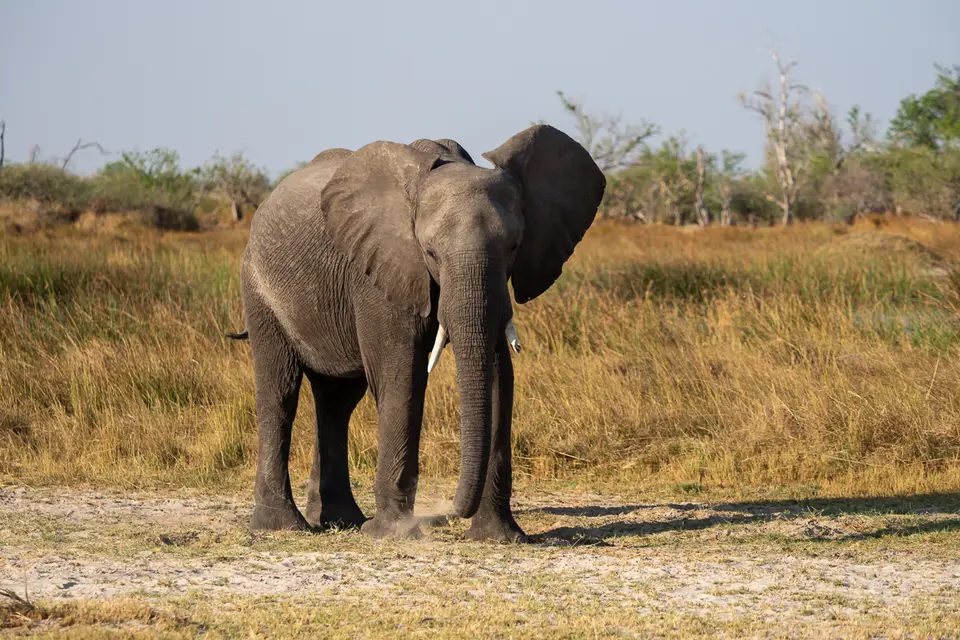 Botswana2019_1345_PB180694.jpg