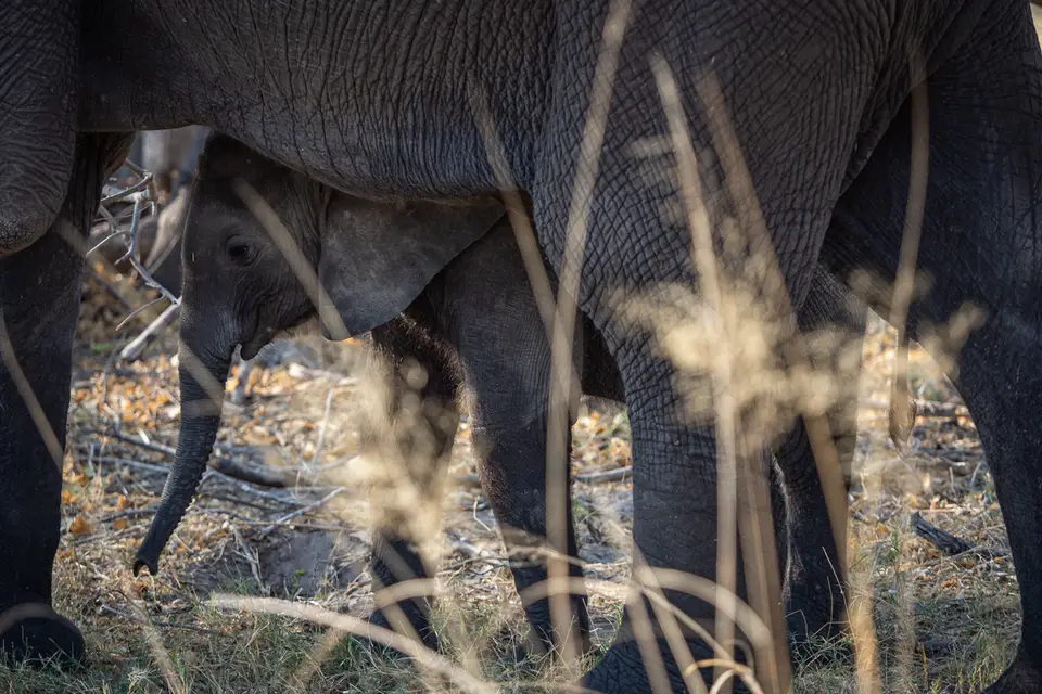 Botswana2019_1349_PB180702.jpg