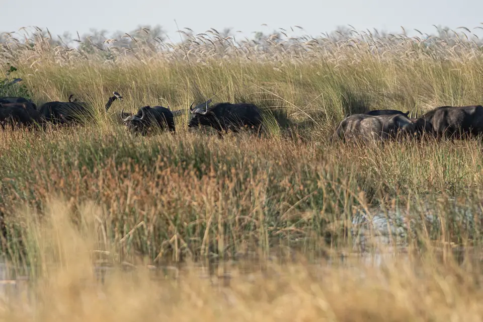 Botswana2019_1354_PA189103.jpg