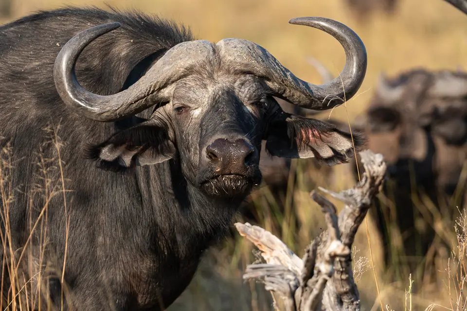 Botswana2019_1358_PA189113.jpg