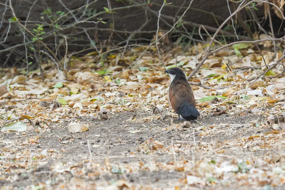 DSC_0421.jpg