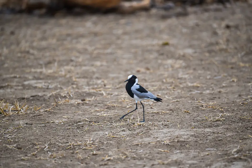 DSC_0452.jpg