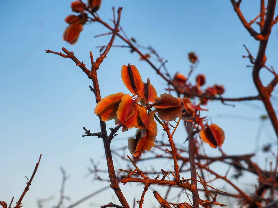 P1010462.jpg