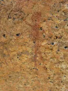h081ed19.jpg