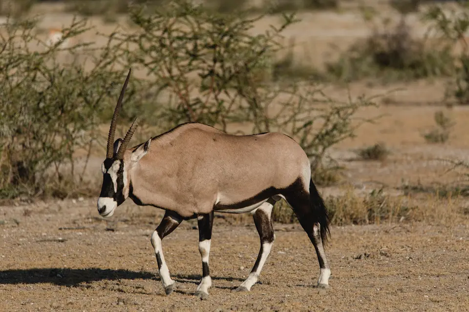 005-Namibia_Reisebericht_2023-2-3-4-5-6-7.jpg