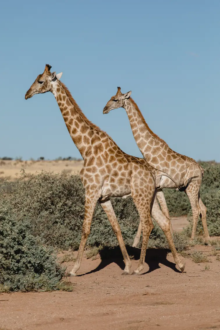 010-Namibia_Reisebericht_2023.jpg