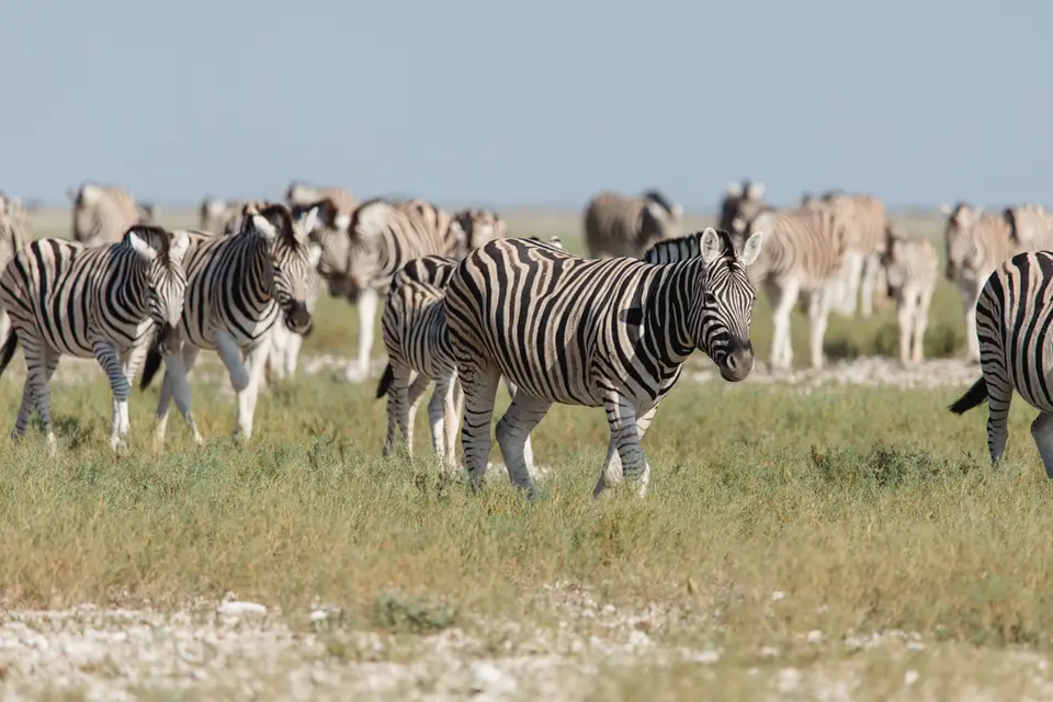 014-Namibia_Reisebericht_2023-2-3-4-5-6-7.jpg