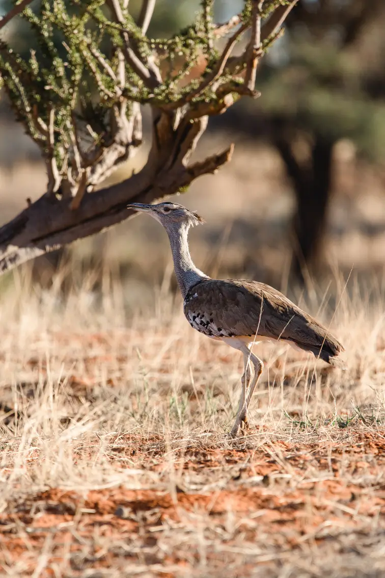014-Namibia_Reisebericht_2023.jpg