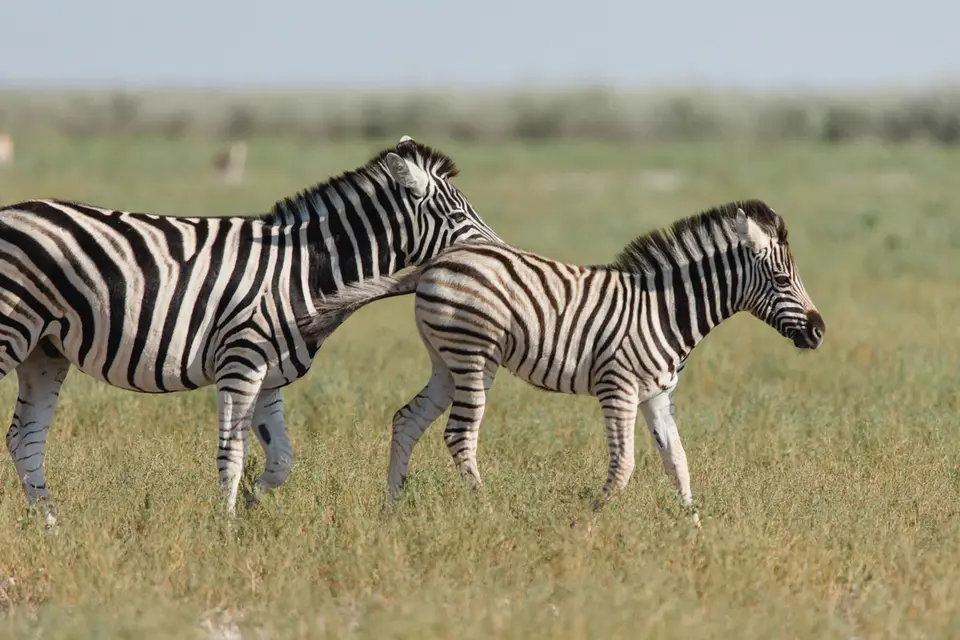 015-Namibia_Reisebericht_2023-2-3-4-5-6-7.jpg