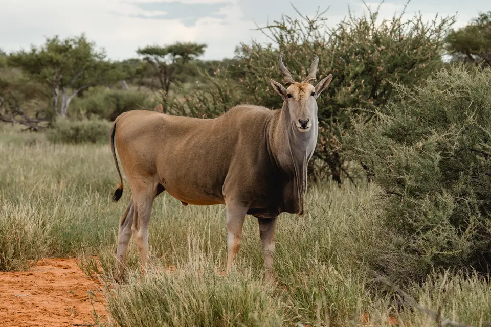 017-Namibia_2026.jpg