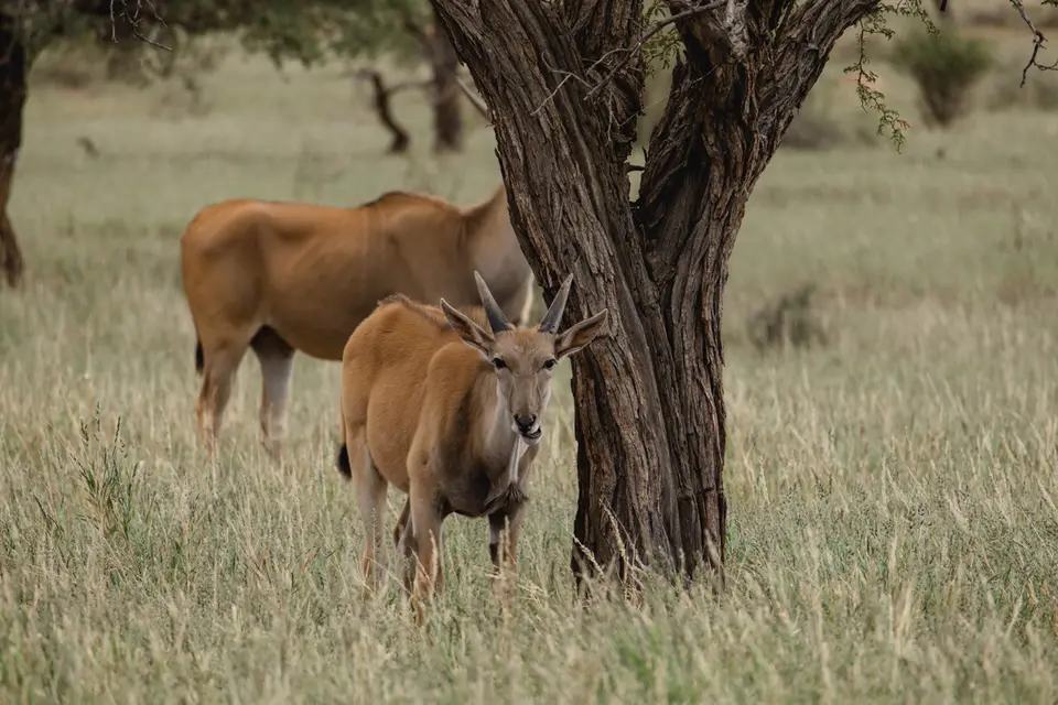 018-Namibia_2026.jpg