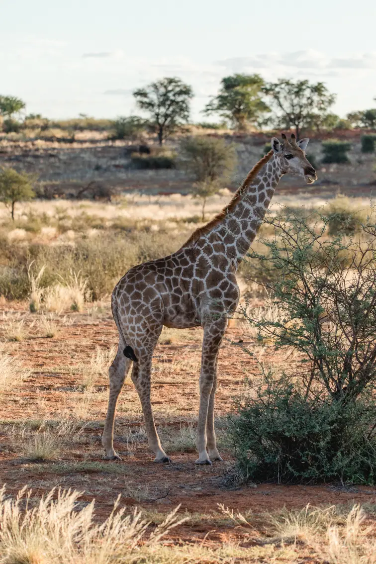 019-Namibia_Reisebericht_2023.jpg