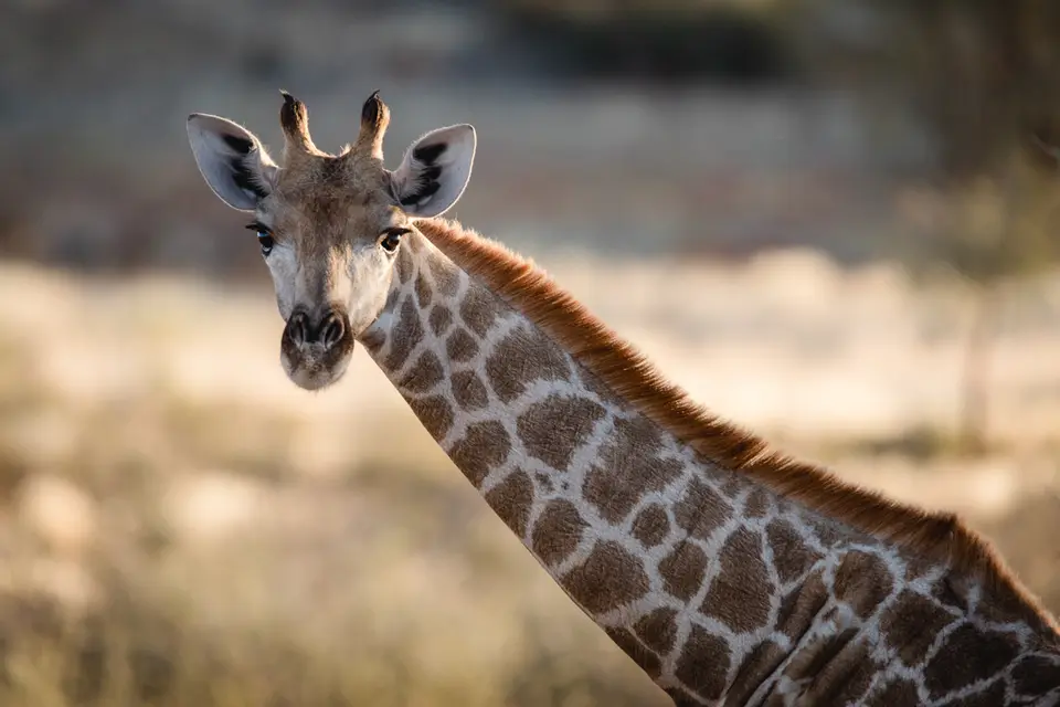020-Namibia_Reisebericht_2023.jpg