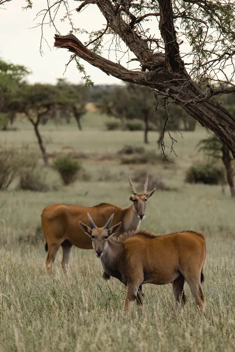 021-Namibia_2026.jpg