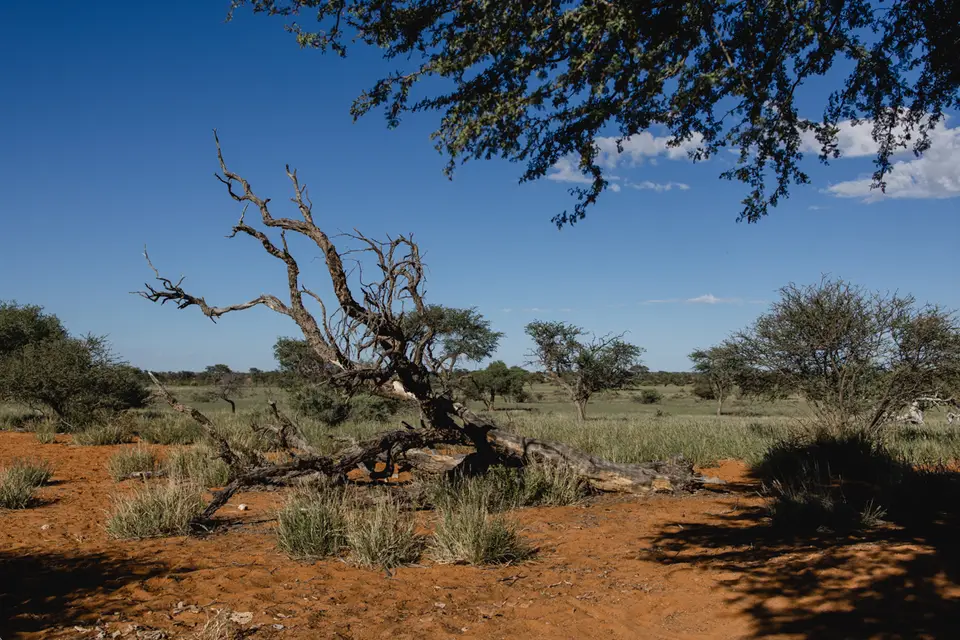 023-Namibia_2026.jpg