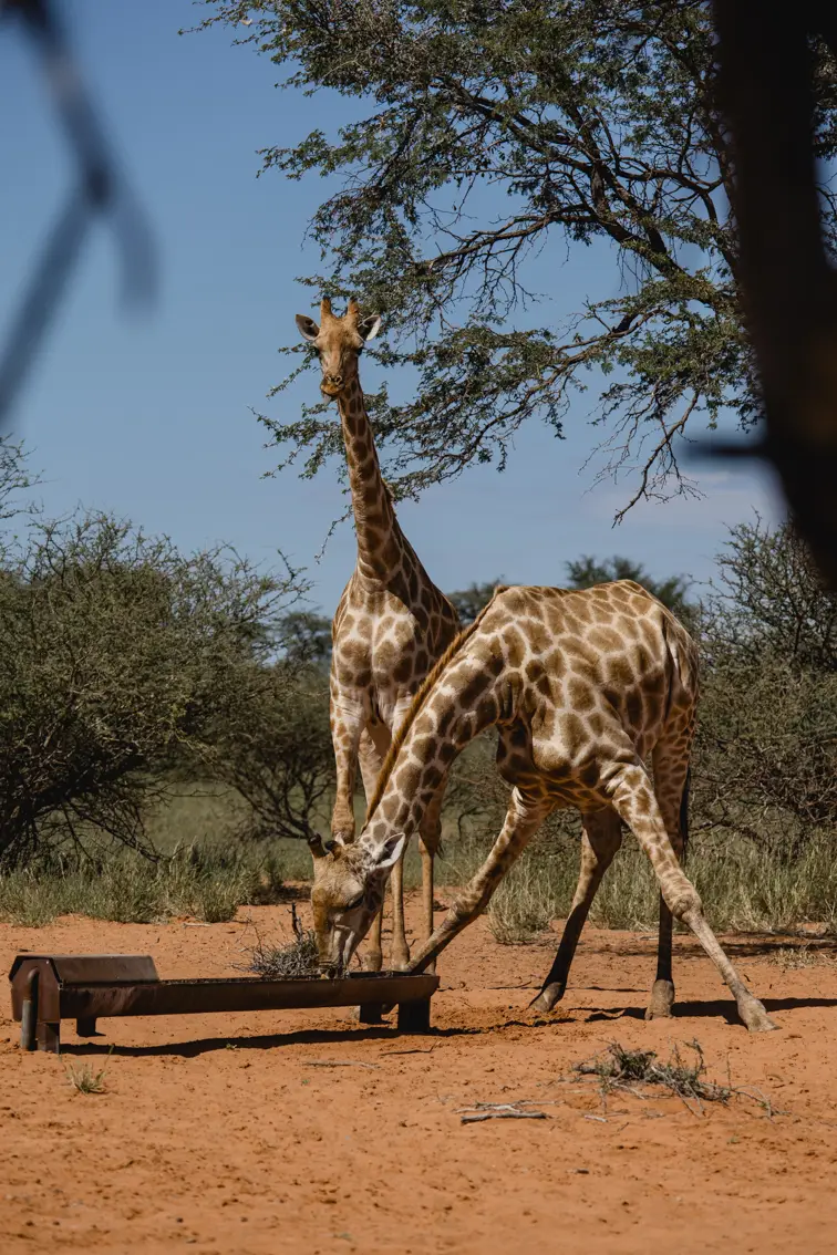 036-Namibia_2026.jpg