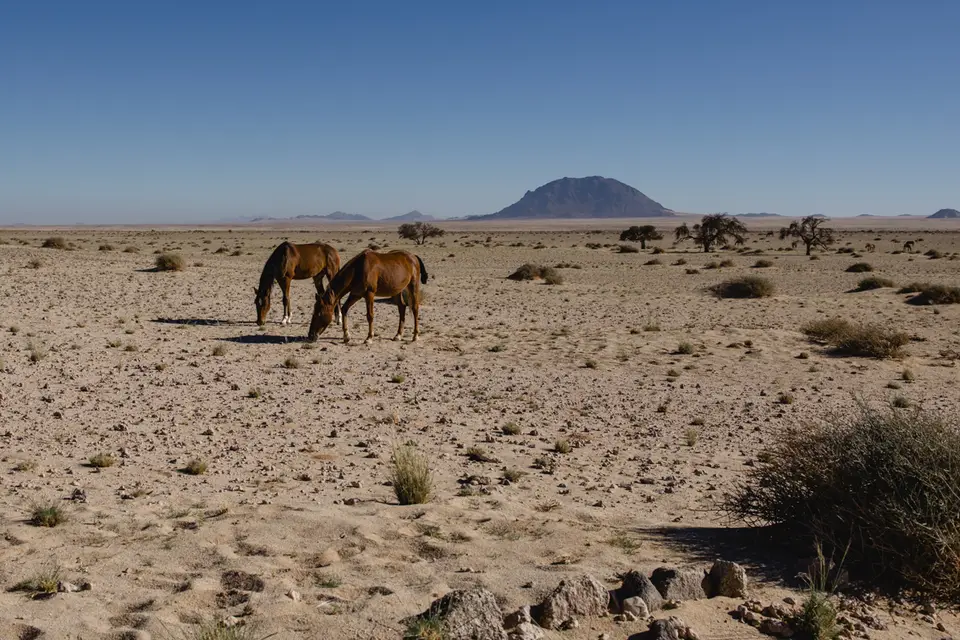 185-Namibia2026.jpg