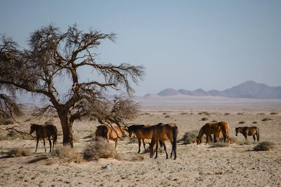 187-Namibia2026.jpg