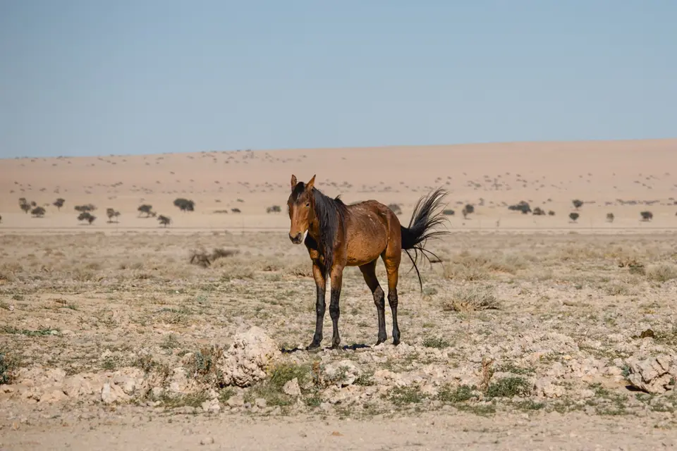 191-Namibia2026.jpg