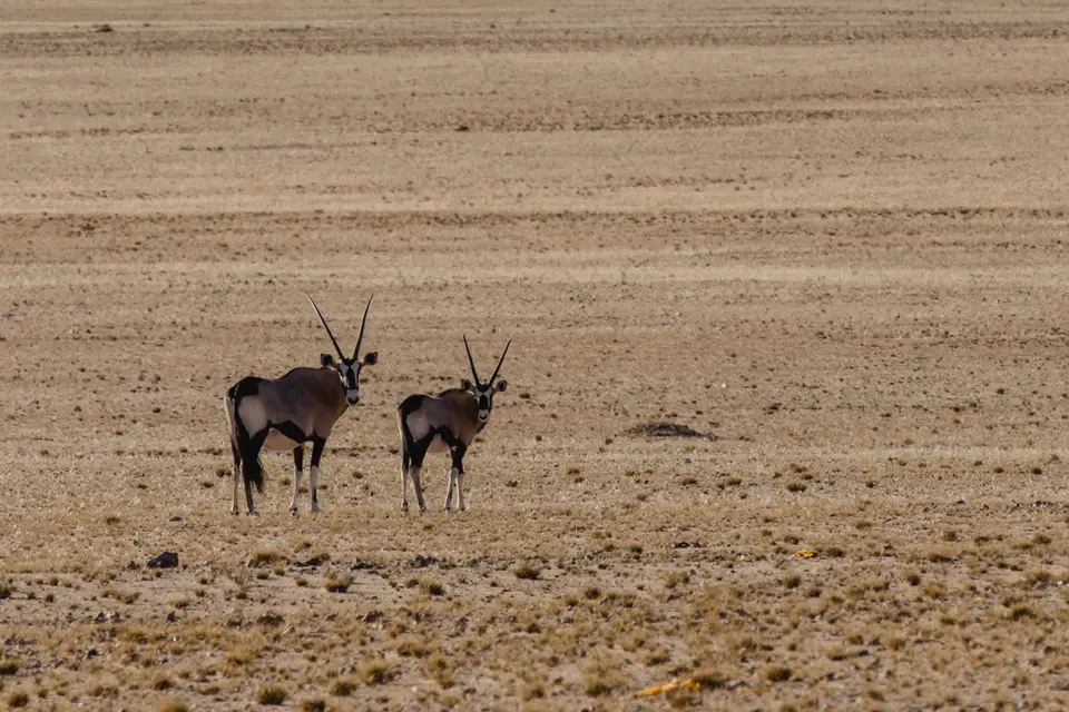 233-Namibia2026.jpg