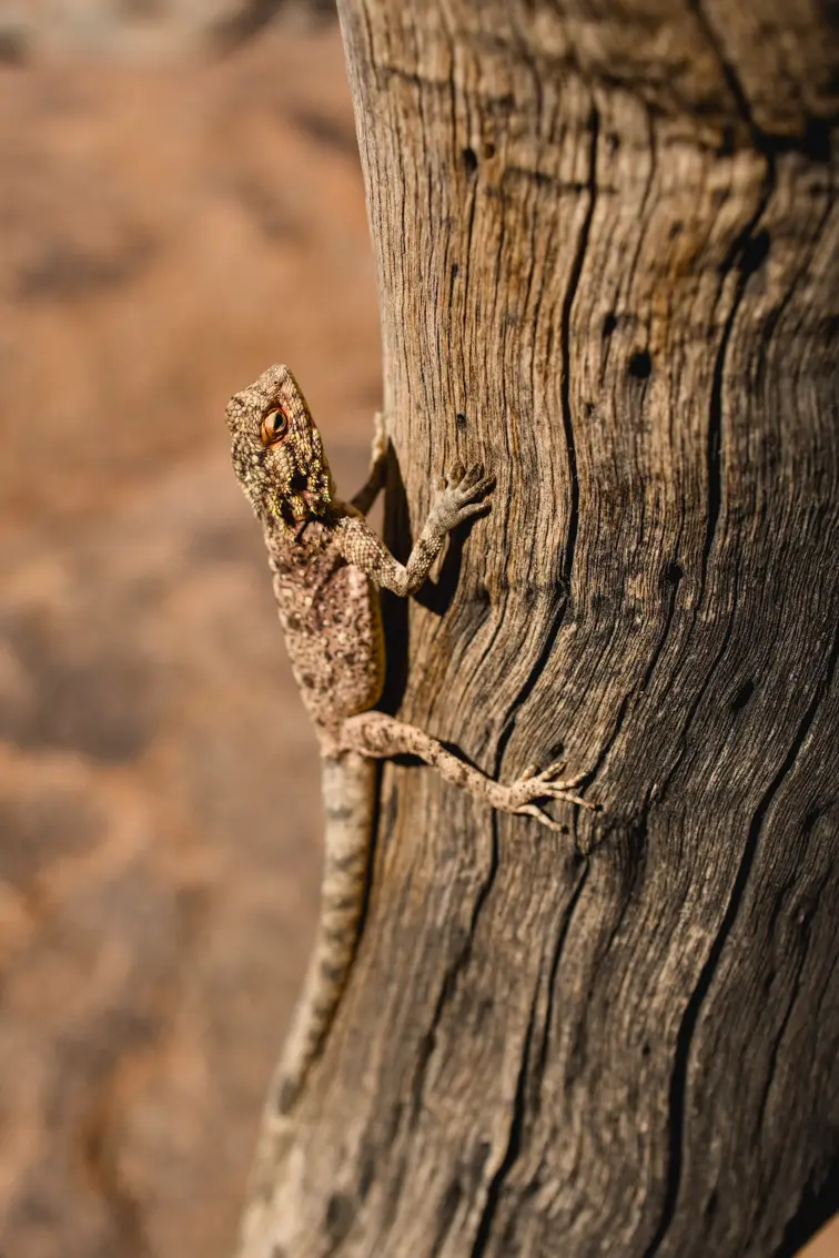 261-Namibia2026.jpg