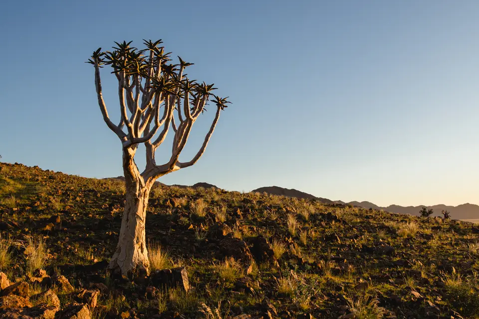 289-Namibia2026.jpg