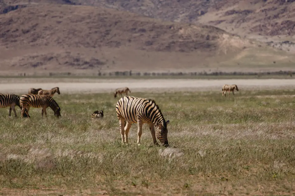 295-Namibia2026.jpg
