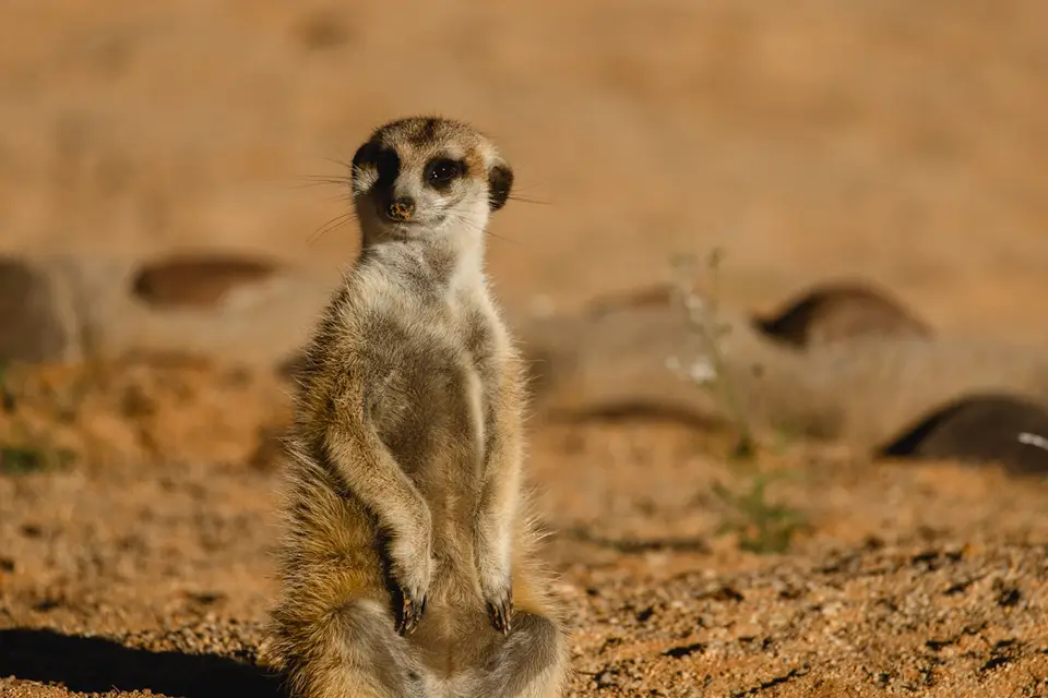 398-Namibia2026.jpg