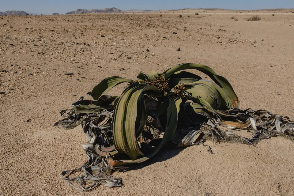 416-Namibia2026.jpg