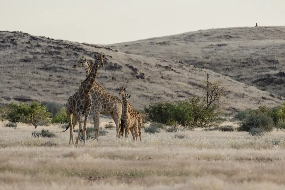651-Namibia2026.jpg
