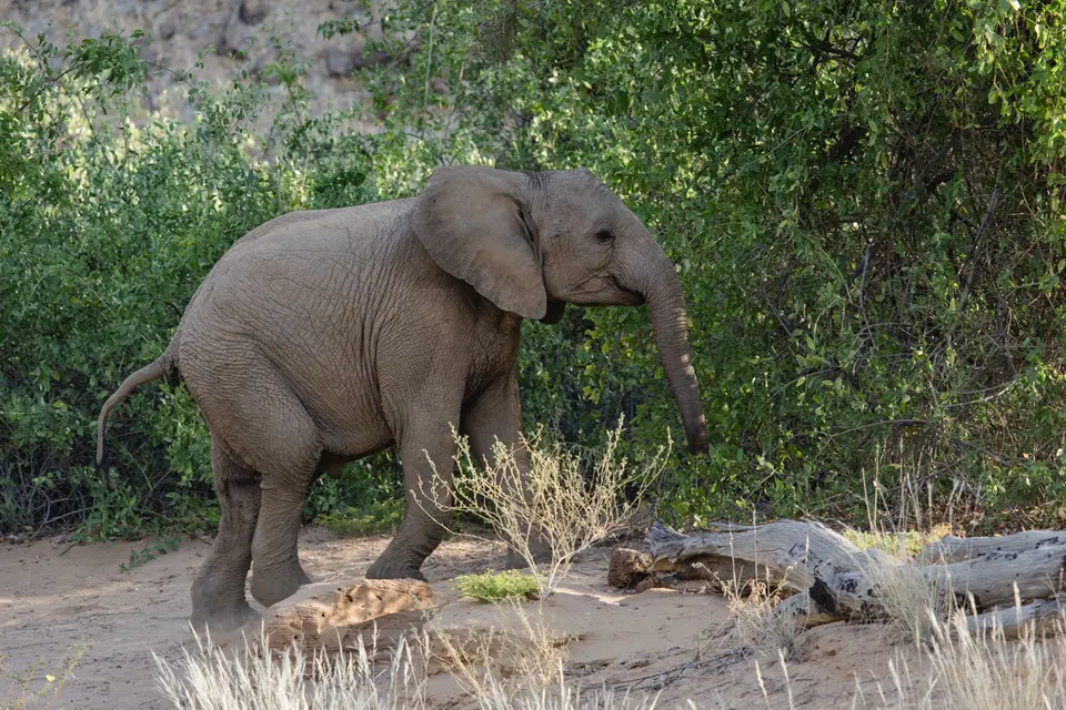 653-Namibia2026.jpg
