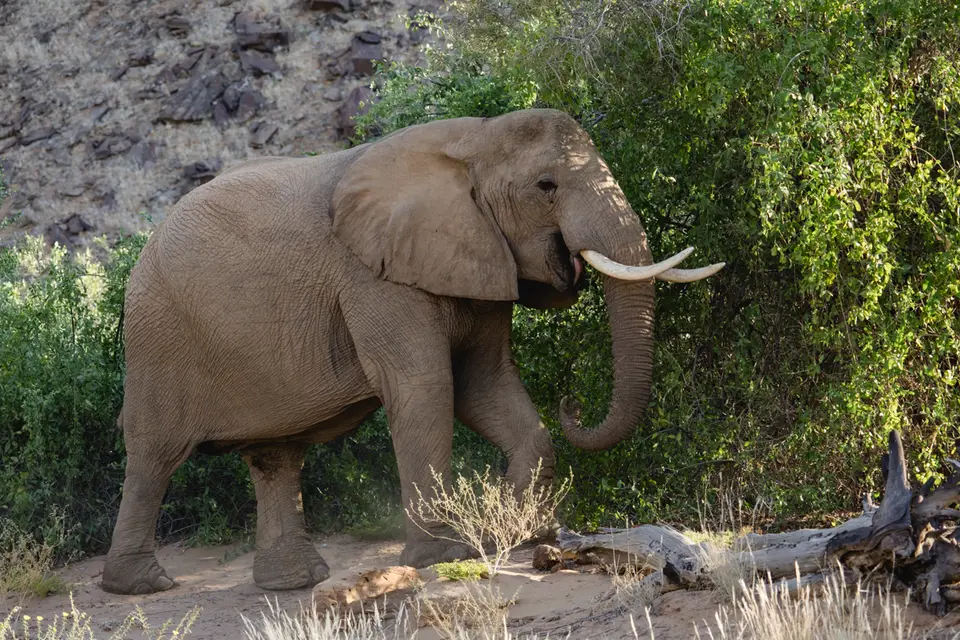 656-Namibia2026.jpg