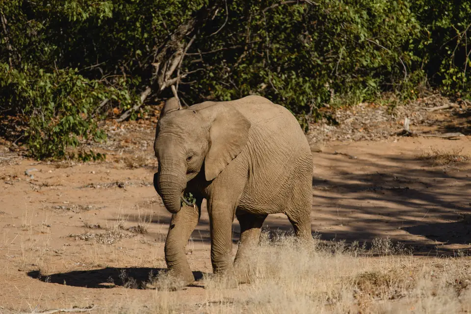 666-Namibia2026.jpg