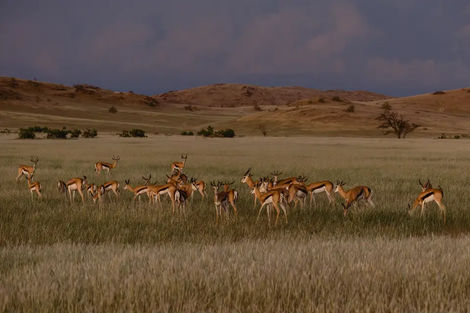 741-Namibia2026.jpg