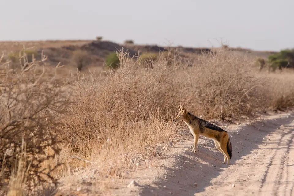 Namibia-101.jpg