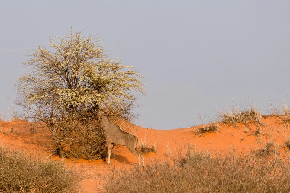 Namibia-13.jpg