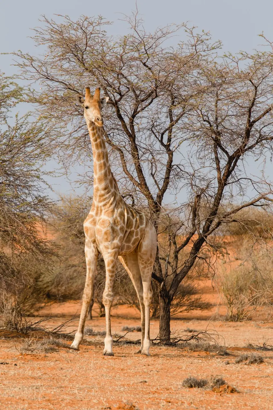 Namibia-17.jpg