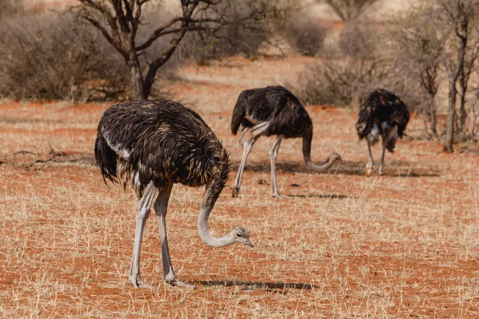 Namibia-26.jpg