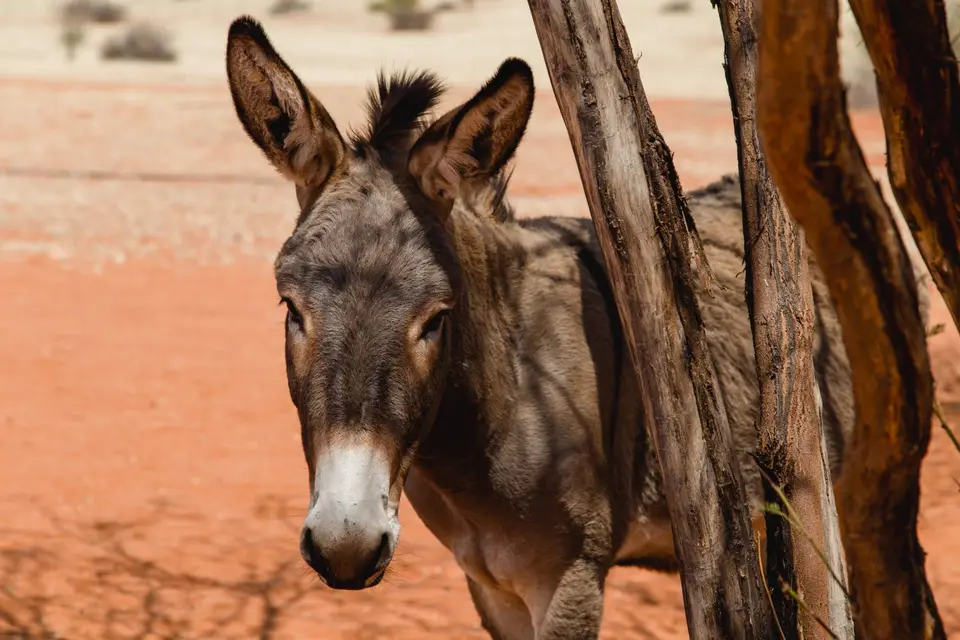 Namibia-30.jpg