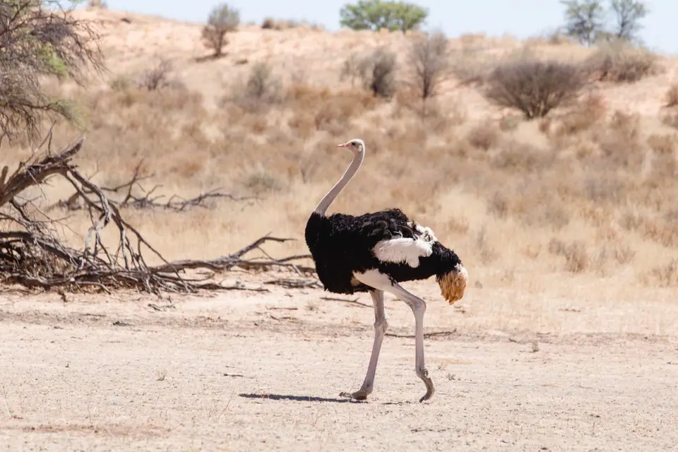 Namibia-62.jpg