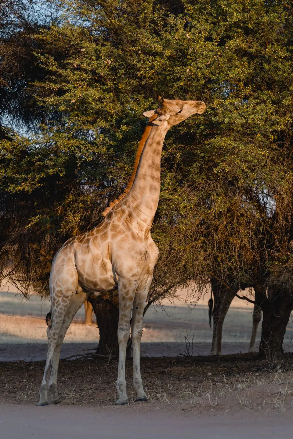 Namibia-89.jpg