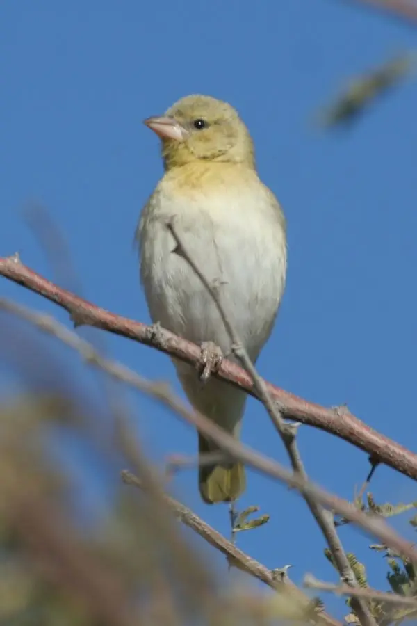 080728_GhanziNGepi_06Vogel_002.jpg