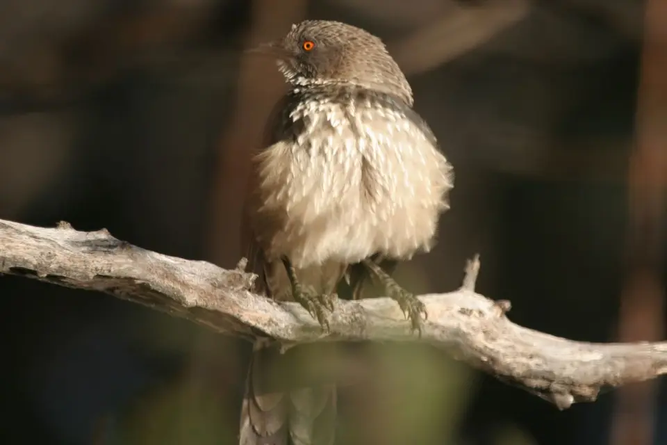 080729_NGepi_03rotAugenVogel_004.JPG
